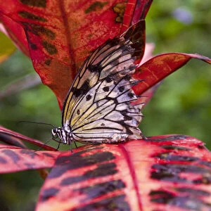 Switzerland, Canton Fribourg, Kerzers, Papiliorama, Butterfly