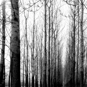 Switzerland, Canton Ticino, Gudo, Tree