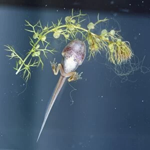 Tadpole developing into frog, back legs and webbed feet developing from large body, long tail, pinkish coloured body, by green plant, viewed from below