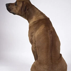 A tall reddish-brown Rhodesian ridgeback dog with a long athletic back sits on the floor looking left, back view