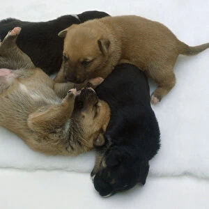 Two tan puppies and two black puppies huddled together for warmth
