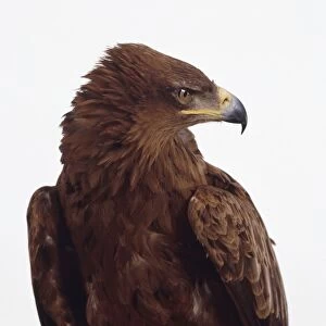 Tawny eagle (Aquila rapax) with its head turned to the side, close-up