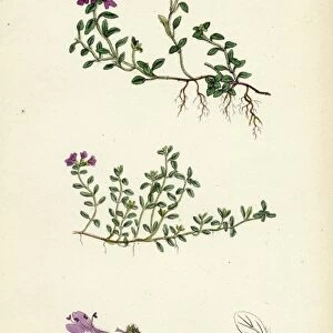 Thymus eu-Serpyllum, Creeping Wild Thyme