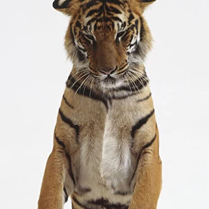 Tiger (Panthera tigris) standing up on hind legs, looking down, front view