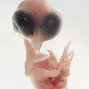 A tiny bird embryo in a glass dish