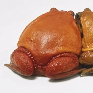 Two Tomato Frogs (Dyscophus antongili), view from behind