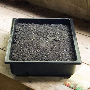 Tomato seeds in tray of compost
