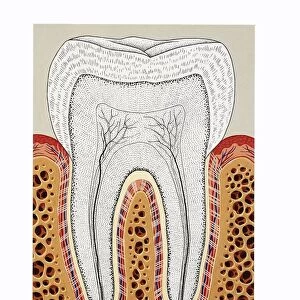 Tooth structure, periodontium, cross-section, drawing