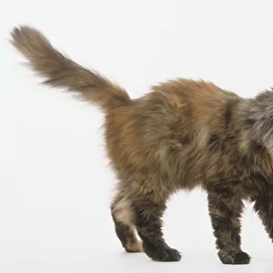 Tortoiseshell cat standing with tail in the air, side view