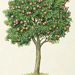 Tree with fruits, illustration