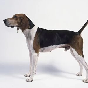 Treeing Walker Coonhound, standing, side view