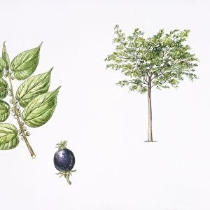 Trema (Trema orientalis) plant with flower, leaf and drupe, illustration