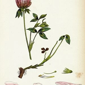Trifolium pratense, Red Clover