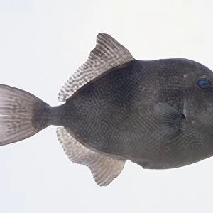 Triggerfish (Balistidae) showing prominent, tough lips