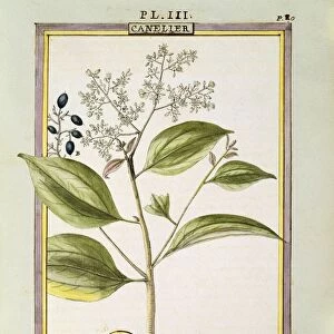 True Cinnamon (Cinnamomum Verum), watercolour by Delahaye, 1789