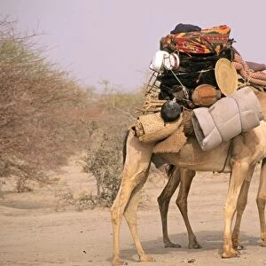Tuareg Woman. Sahara Desert. Algeria. Africa