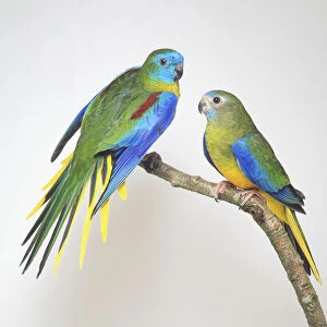 Two Turquoisine Grass Parakeets - Side View