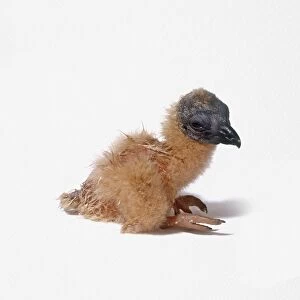Two-day-old Black vulture chick (Coragyps atratus), side view