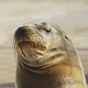 USA, California, San Francisco, Marine Mammal Centre, Seal raising its head, eyes looking down, headshot, close up