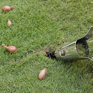 Using bulb planter on a lawn, close-up