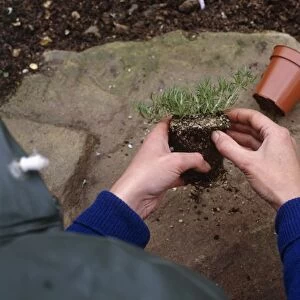 Using hands to loosen the root ball of plant removed from pot