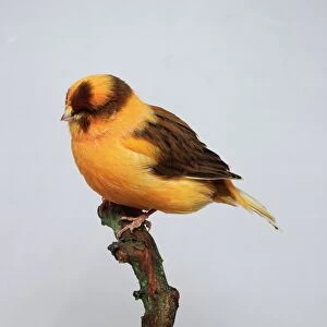 Variegated yellow canary cock