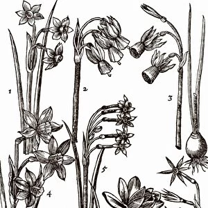 Varieties of Jonquils, multiflowered members of the Narcissus family. Woodcut