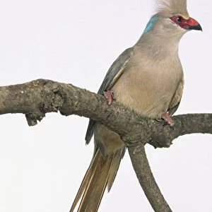 Front view of a Blue-Naped Mousebird with head in profile, perching on a branch, showing raised crest on top of the head, orange upper bill and black lower black bill, elongated central tail feathers and shorter outer tail feathers