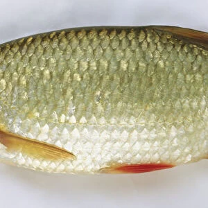 Side view of a dead rudd fish with a protruding bottom lip, silver scales and bright orange tail and fins