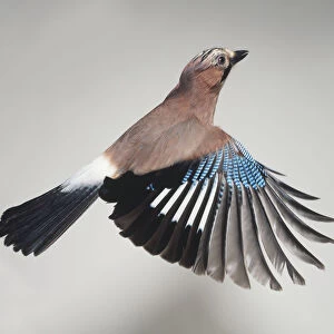 Side view of a Eurasian Jay in flight, with wings spread out showing the barred, blue wing patch and white rump revealed when in flight