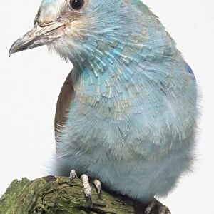 Front view of a European Roller, perching on a lichen-covered branch, a heavily built, blue bird with a square-tipped tail