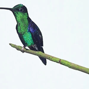 Side / front view of a Fork-Tailed Woodnymph, on a branch resting on one foot, with head in profile showing the slender bill, glistening green breast plumage, blue wings and broad, forked tail