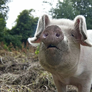 Front view of a free range pig