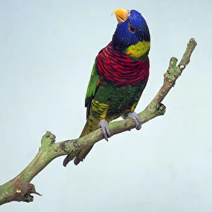 Side view of a green-naped lorikeet