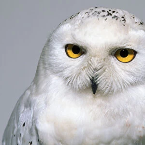 Front view head close-up of a Snowy Owl, showing the golden eyes, and insulating plumage covering the nostrils and also partially obscuring bill