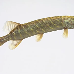 Side view of a juvenile Pike swimming in a glass tank