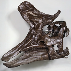 Side view of Lameosaurus Dinosaur Skull