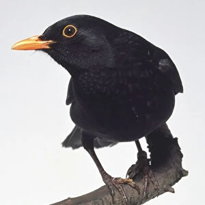 Front view of a male Eurasian Blackbird, perching on a thin branch, with its head in profile showing the bluntish bill, oranged-rimmed eye, bold, pure-black plumage, and athletic legs