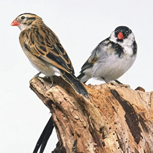 Side view of male and female Pin-Tailed Whydah birds, perching on a decaying tree stump. The male has bright feathers and a long tail, and the female of this variety has drab plumage