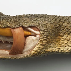 Side view of model of Timber Rattlesnake head with nostril-like heat-sensitive pit