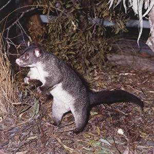 Side view of a Mountain Brush-Tailed Possum standing on its hind legs on ground that is covered in leaf litter