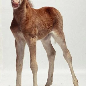 Front view of newborn Foal