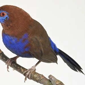 Side view of a Purple Grenadier, perching on a narrow branch, with head in profile, showing the red bill, gaudy plumage, purple rump and long, tapering tail