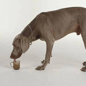 Side view of a Weimaraner Dog lapping a cup of tea