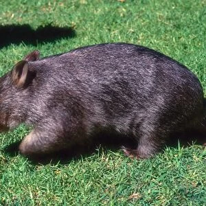 Vombatus ursinus, Common wombat, coarse-haired wombat side view