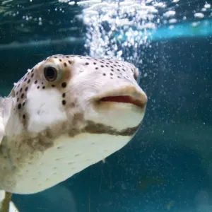 West Palm Beach, South Florida Science Museum, puffer fish