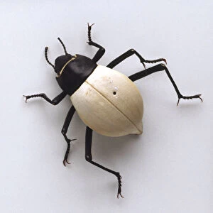 White beetle with white body, black head, legs and antennae, above view