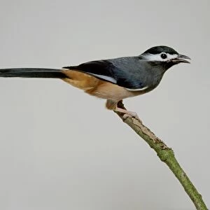 Babblers Collection: White Eared Sibia