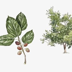 White Mulberry (Morus alba) plant with flower, leaf and fruit, illustration