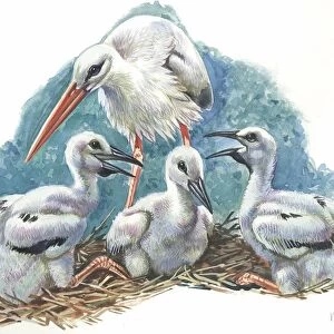 White Stork Ciconia ciconia in nest with youngs, illustration
